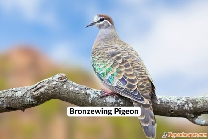 Bronzewing Pigeon