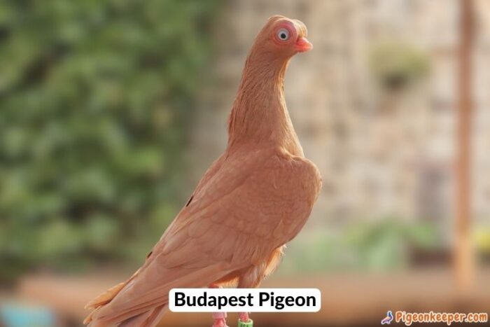 Budapest Pigeon