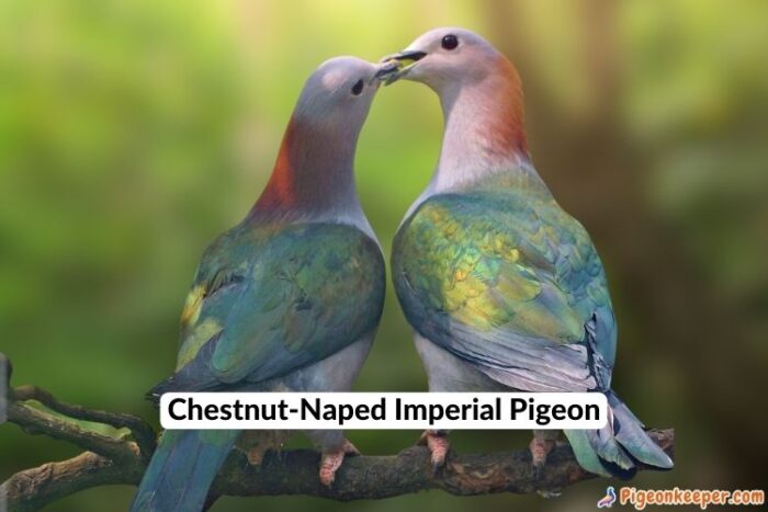 Chestnut-Naped Imperial Pigeon