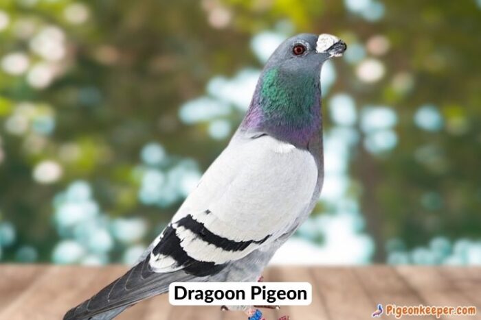 Dragoon Pigeon