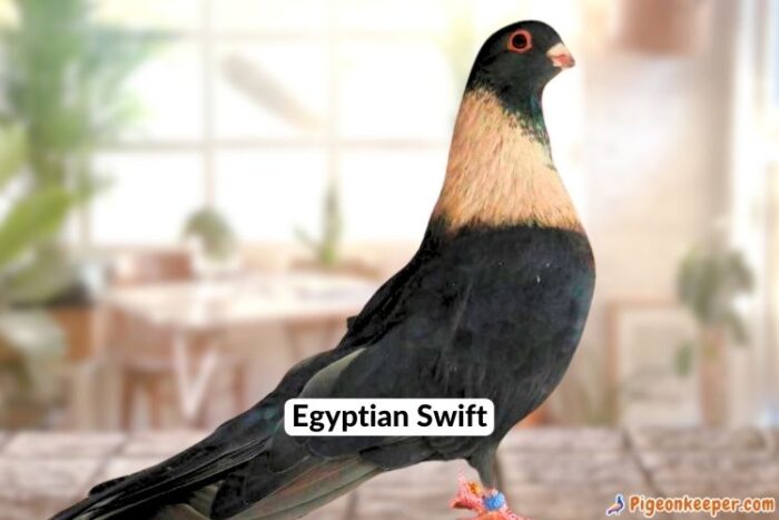 Egyptian Swift Pigeon