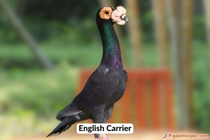 English Carrier Pigeon