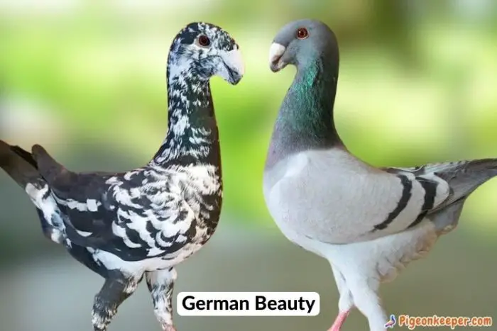 German Beauty Pigeon