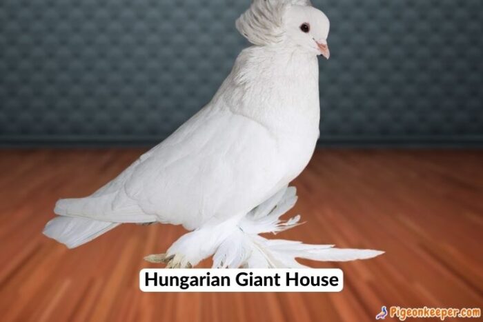 Hungarian Giant House Pigeon