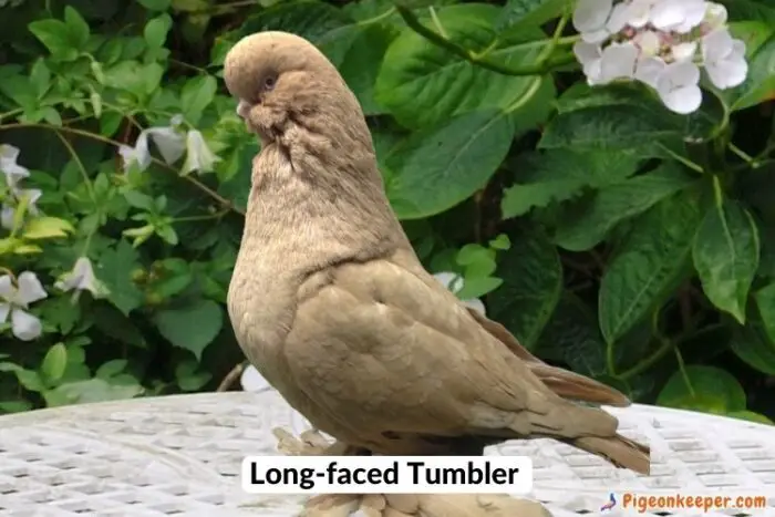 Long-faced Tumbler Pigeon