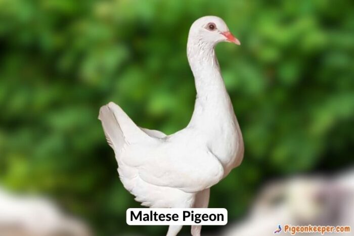 Maltese Pigeon