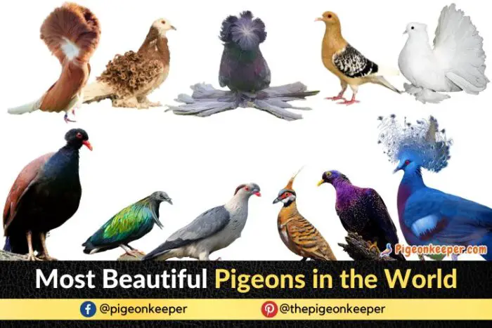 Most Beautiful Pigeons