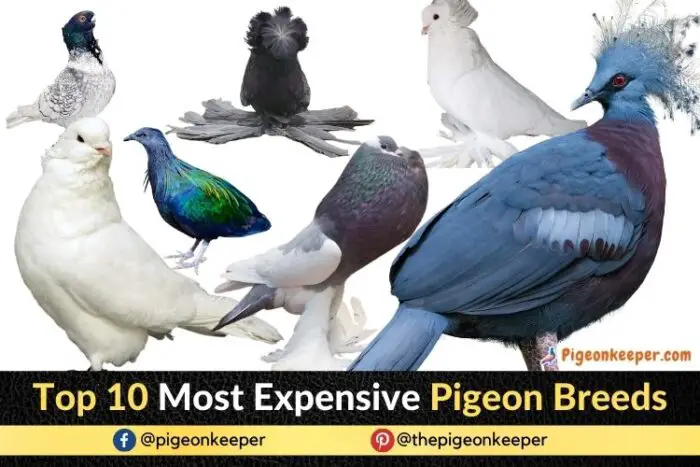 Most Expensive Fancy Pigeon Breeds