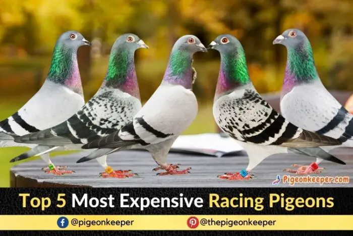 Most Expensive Racing Pigeons