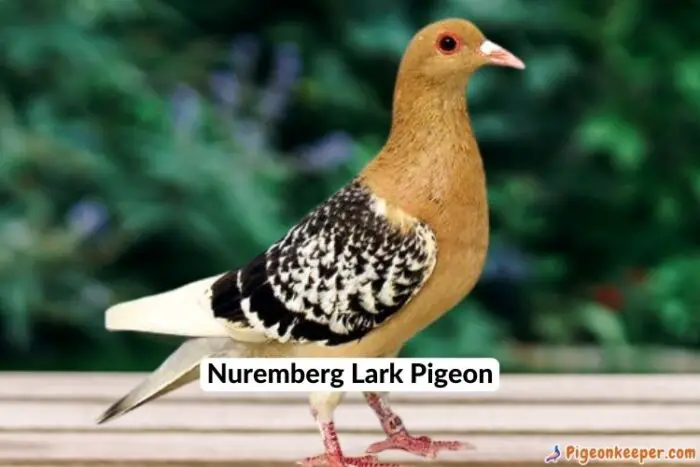 Nuremberg Lark Pigeon