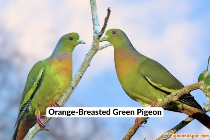 Orange-Breasted Green Pigeon