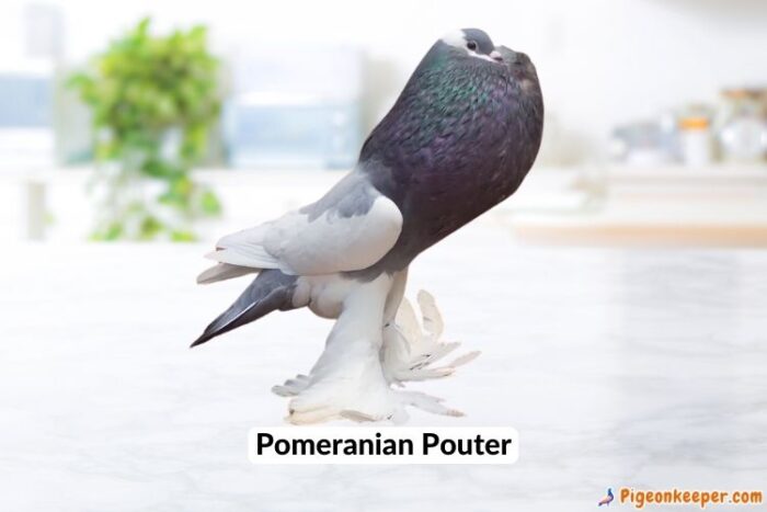 Pomeranian Pouter Pigeon