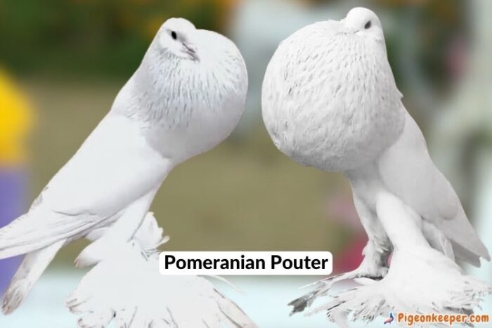 Pomeranian Pouter PIgeon