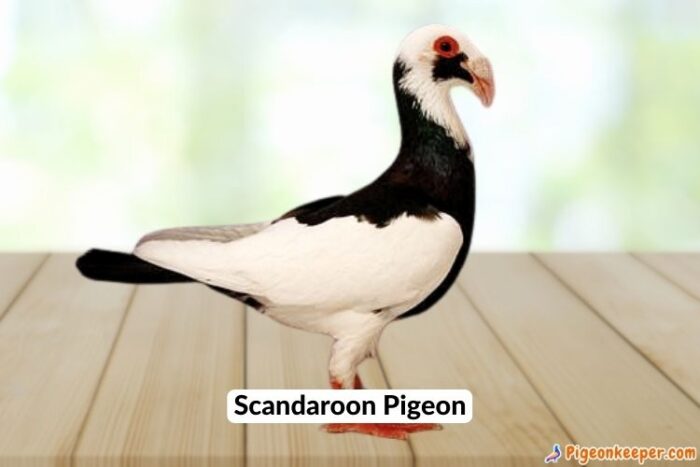 Scandaroon Pigeon