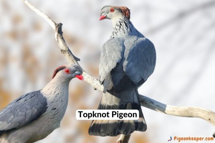Topknot Pigeon