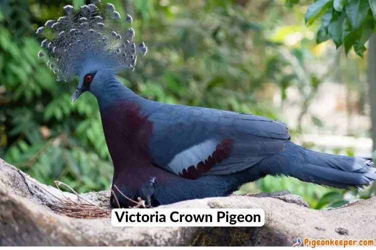 top-10-most-expensive-fancy-pigeon-breeds-in-the-world