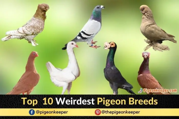 Weird Pigeon Breeds